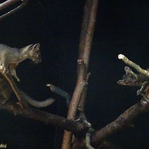 Three of the fossa pups 5 October