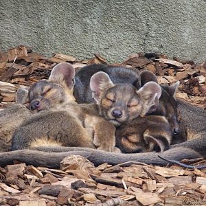 Sleeping fossa pups 5 October