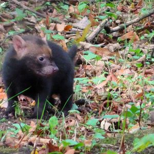 One of the Bush Dog pups 5 October 2025