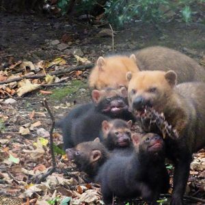 Bush Dogs with pups 5 October 2025