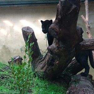 Jaguar Inka 5 October 2025