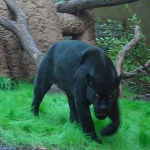 Jaguar Inka 5 October 2025