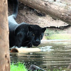 Jaguar Inka in her new pool 5 October 2025