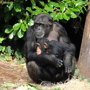 Chimpanzees 5 October 2025