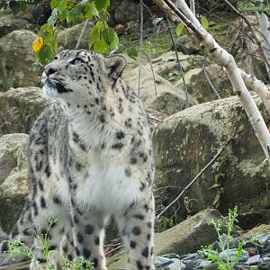 Snow Leopard dad Yashin 5 October 2025