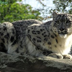 Snow Leopard mum Nubra  5 October 2025
