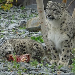 Nubra and Bheri 5 October 2025
