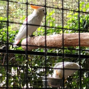 Citron crested Cockatoos