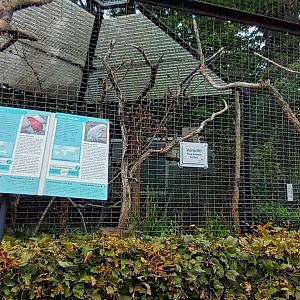 Tanimbar Corella, Purple naped Lory and Blacksmith Plover Aviary