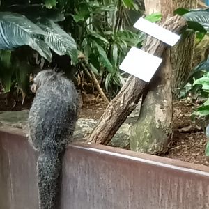 Exotenhaus: freeroaming White faced Saki