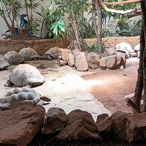 Exotenhaus: Aldabra giant Tortoise Enclosure
