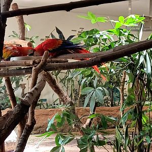 Aldabra giant Tortoises, Scarlet Macaws and Black naped Stilt