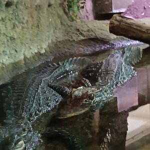 African dwarf Crocodiles