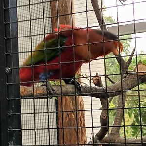 Purple naped Lory