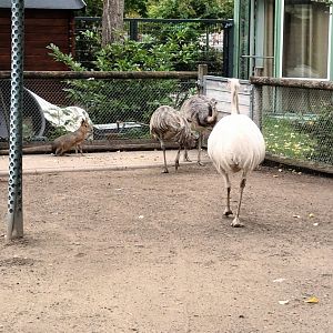 Greater Rheas and Patagonian Cavys