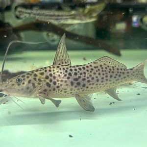 Bolt Catfish (Aguarunichthys torosus)