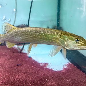 Northern Pike (Esox lucius)