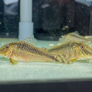 Corydoras sp. Takana
