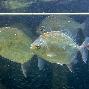 Redgill Pacu (Myloplus asterias)