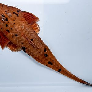 Red Chameleon Whiptail (Pseudohemiodon aff. apithanos)