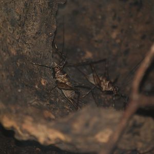 Colombian cave crickets at The Bug Parc, 8/10/2025