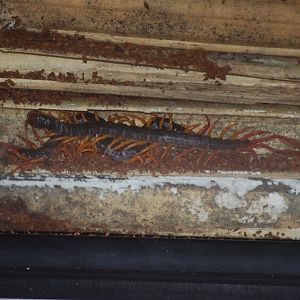 Feather-tailed centipedes at The Bug Parc, 8/10/2025