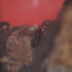 Millipede assassin bug at The Bug Parc, 8/10/2025