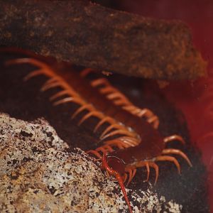 Vietnamese centipede at The Bug Parc, 8/10/2025