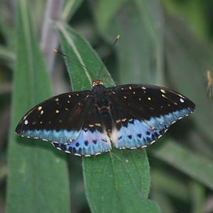 Common archduke at The Bug Parc, 8/10/2025