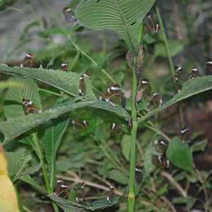 Group of glasswings at The Bug Parc, 8/10/2025