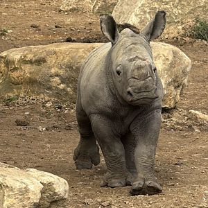 Baby Rhino