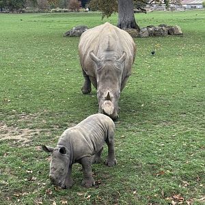 Baby Rhino & Mum