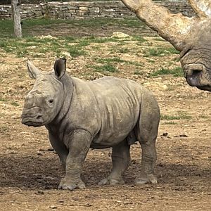 Baby Rhino