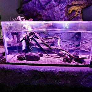 Tama River Upstream Tank - Kawasui Kawasaki Aquarium October 8, 2025