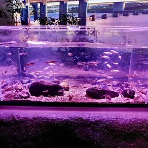 Tama River Midstream Tank - Kawasui Kawasaki Aquarium October 8, 2025