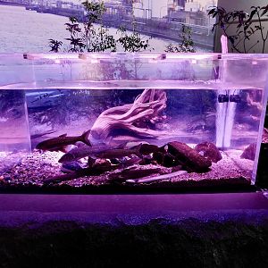 Tama River Downstream Tank - Kawasui Kawasaki Aquarium October 8, 2025