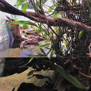 Red-Bellied Short-Necked Turtle Tank - Kawasui Kawasaki Aquarium October 8, 2025