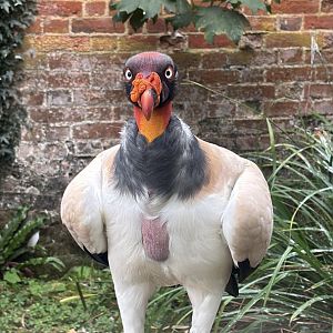 King Vulture