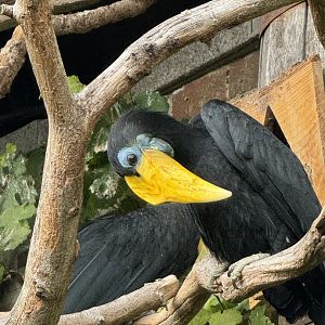 female Wrinkled Hornbill