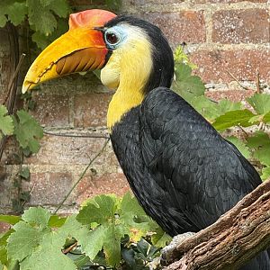 male Wrinkled Hornbill
