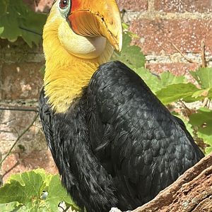 male Wrinkled Hornbill