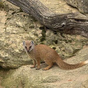 Baby Yellow Mongoose