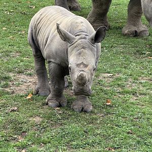Baby Rhino