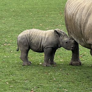 baby Rhino trying to suckle