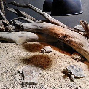 Horsfield's Tortoise Exhibit - Kawasui Kawasaki Aquarium October 8, 2025