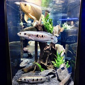 Asian Arowana & Snakehead Tank - Kawasui Kawasaki Aquarium October 8, 2025