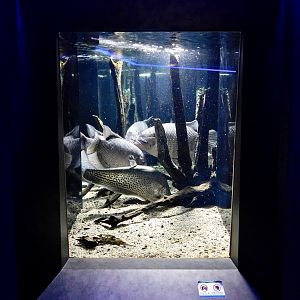 Southeast Asian Freshwater Fish Tank - Kawasui Kawasaki Aquarium October 8, 2025