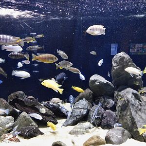 African Cichlid Tank - Kawasui Kawasaki Aquarium October 8, 2025