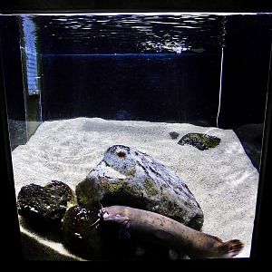 Electric Catfish Tank - Kawasui Kawasaki Aquarium October 8, 2025