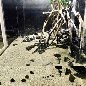 Atlantic Mudskipper Tank - Kawasui Kawasaki Aquarium October 8, 2025